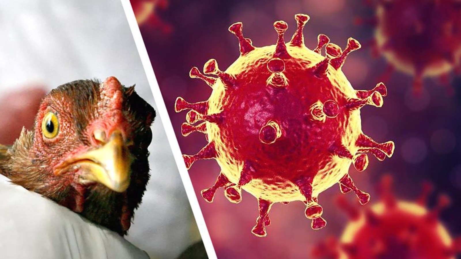 Предотвращение возникновения и распространения высокопатогенного гриппа птиц.