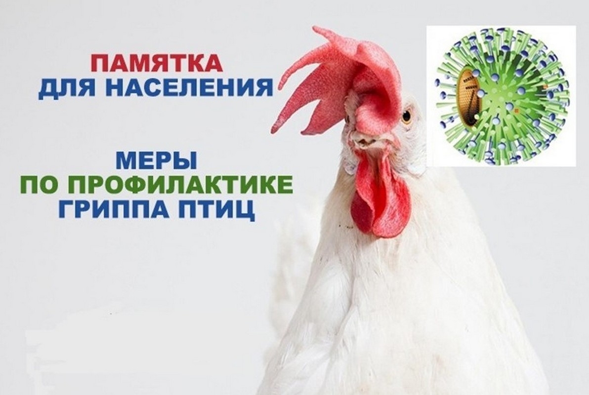 ВНИМАНИЕ !!! ВЛАДЕЛЬЦЫ ДОМАШНЕЙ ПТИЦЫ!!! ЖИТЕЛИ СЕЛА!!!.