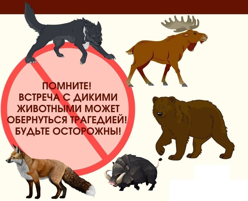 Министерство природных ресурсов и охраны окружающей среды Республики Коми по фактам выхода диких животных информирует.