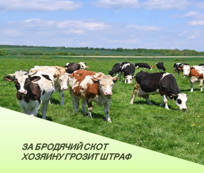 Свободный выгул крупного рогатого скота на улицах населённых пунктов недопустим❗️. Свободный выгул крупного рогатого скота на улицах населённых пунктов недопустим❗️.